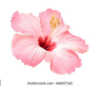 pink hibiscus flower isolated on white background