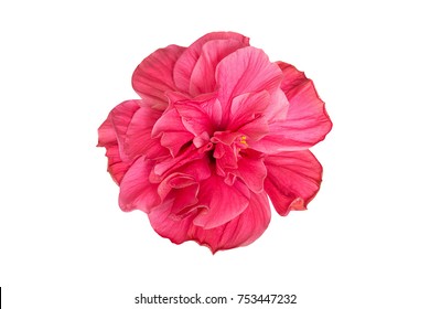 Pink Hibiscus Flower Isolated On White Background. Top View