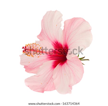 pink hibiscus flower isolated on white background