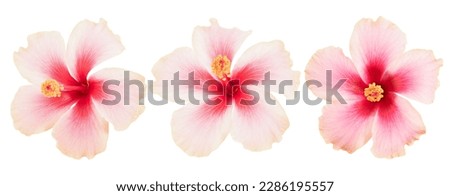 Pink hibiscus flower isolated on white with clipping path.