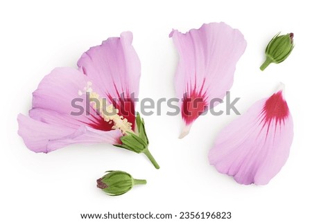 Pink hibiscus flower isolated on white background. Top view. Flat lay.