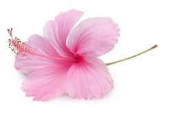 Pink Hibiscus Flower With Leaf Isolated On White Background, Fresh Hibiscus Flower On White Background With Clipping Path.