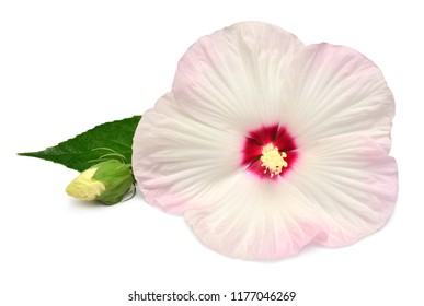 Pink Hibiscus Flower With Leaf Isolated On White Background. Flat Lay, Top View