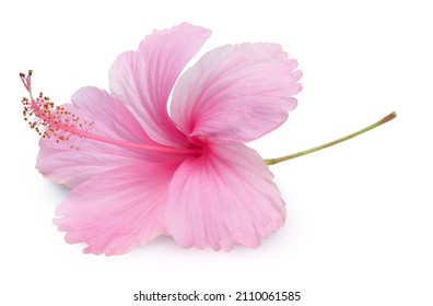 Pink hibiscus flower with leaf isolated on white background, Fresh hibiscus flower on White Background With clipping path. - Powered by Shutterstock