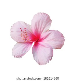 Watercolor Pink Hibiscus Flower On Isolated Stock Illustration ...