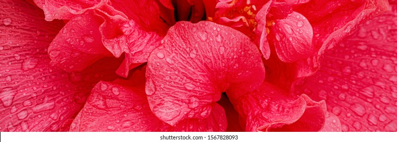 Pink Hibiscus Flower Petals With Water Drops. Bright Red Hibiscus Blossom With Water Drop, Closeup Macro Banner