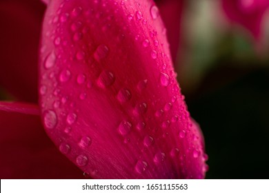 Pink Hibiscus Flower Petals With Water Drops. Bright Red Hibiscus Blossom With Water Drop, Closeup Macro. Red Full Bloom Petals Texture