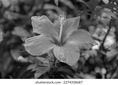 pink hibiscus flowers are blooming in front of the house (black and white) - Powered by Shutterstock