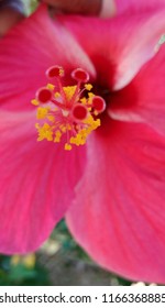 Pink hibiscus flowers have a yellow pollen with blurry green leaves background.