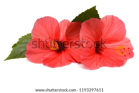 Pink hibiscus flowers with ieaf isolated on white background. Flat lay, top view