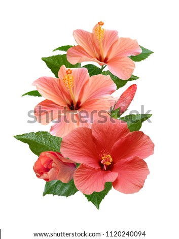 pink hibiscus flowers isolated and leaves 