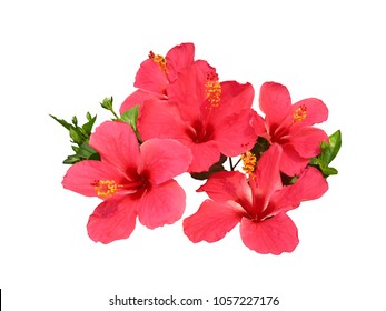 Pink Hibiscus Flowers Isolated On White Background, Hawaiian Flower, Chinese Rose , Shoe Flower