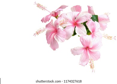 Pink Hibiscus Flowers isolated on white