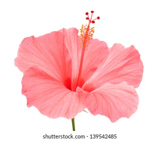 Pink Hibiscus Isolated On White Background