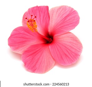 Pink Hibiscus Isolated On White Background