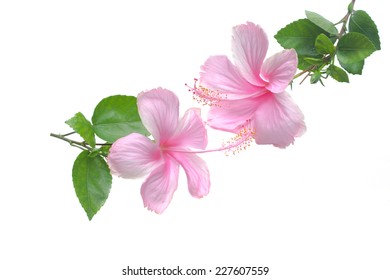 Pink Hibiscus Isolated On White Background