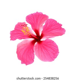 Pink Hibiscus Isolated On White Background