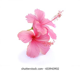 Pink hibiscus isolated on white background

