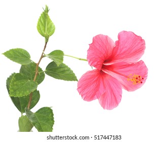 Pink Hibiscus Isolated On White Background