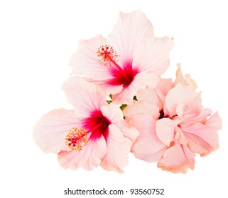 Pink Hibiscus Isolated On White Background