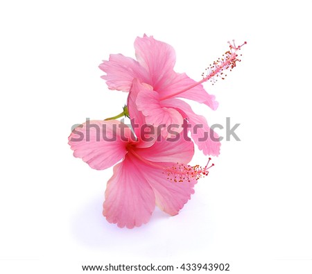 Pink hibiscus isolated on white background

