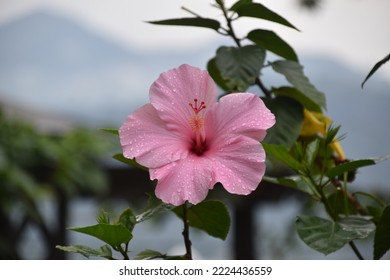 Pink Hibiscus In Lembah Harau