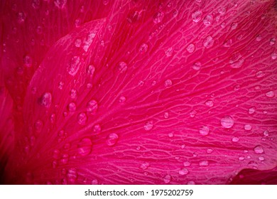 Pink Hibiscus Petal With Water Drops Texture. Bright Red Hibiscus Blossom, Close Up Macro. Red Bloom Background.