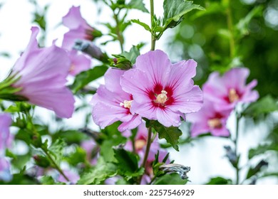 Pink hibiscus with raindrops on the bushes in the garden - Powered by Shutterstock