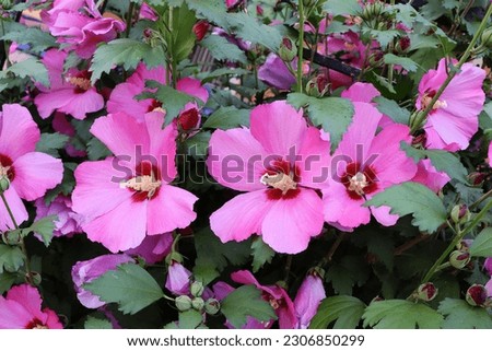 Pink Hibiscus syriacus flower. Common names as rose of Sharon, Syrian ketmia, shrub althea and rose mallow.It is the national flower of South Korea.