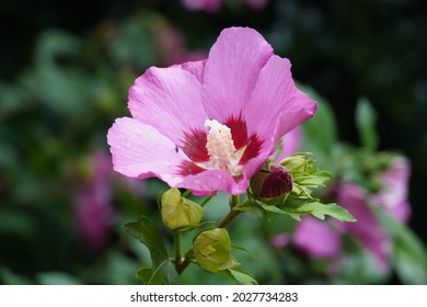 Pink Hibiscus syriacus flowering at  home.Common names as rose of Sharon,Syrian ketmia, shrub althea and rose mallow.It is the national flower of South Korea.