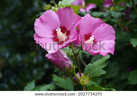 Pink Hibiscus syriacus flowering at  home.Common names as rose of Sharon,Syrian ketmia, shrub althea and rose mallow.It is the national flower of South Korea.