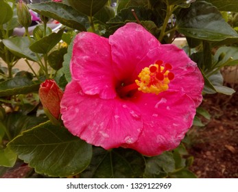 Pink Hinkle Hibiscus Flowers