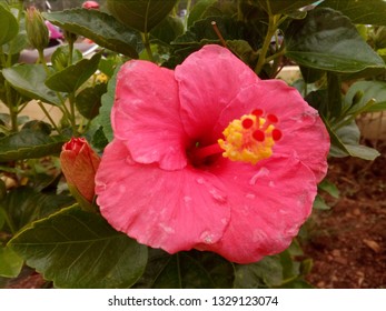 Pink Hinkle Hibiscus Flowers