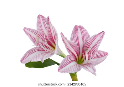 Pink hippeastrum or amaryllis flower isolated on white background