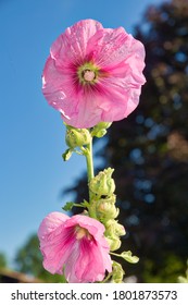 Pink Hollyhocks In Brilliant Sunshine