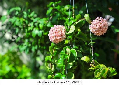 Pink Hoya Flower