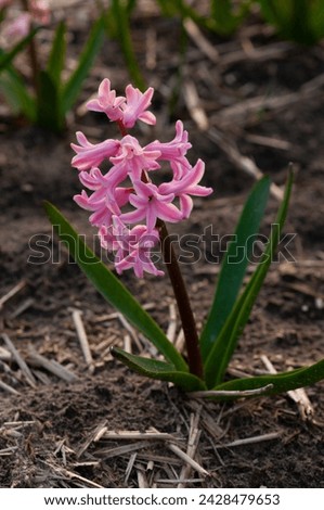 Pink hyacinth blooms in the field. Close-up