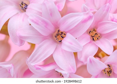 Hyazinthe Bilder Stockfotos Und Vektorgrafiken Shutterstock