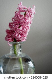 Pink hyacinth flower in a glass vase, close up. Hyacinthus orientalis (common hyacinth, garden hyacinth or Dutch hyacinth) is widely cultivated for its strongly fragrant flowers. 