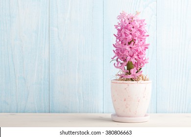 Pink Hyacinth In Flower Pot