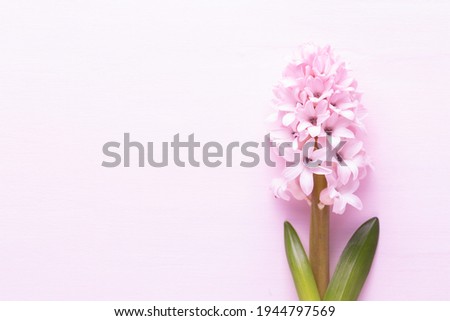 Pink Hyacinth flower, Spring flowers. The perfume of blooming hyacinths is a symbol of early spring. Greeting card, Flat lay.