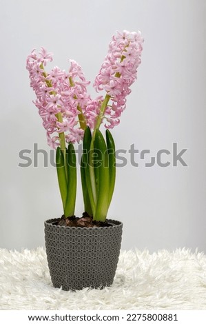pink Hyacinth in a pot (Hyacinthus), blooming stately inflorescence, bell-shaped delicate flowers, decorative spring plant on a light background in close-up