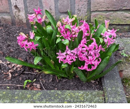 pink hyacinths bloom in a flowerbed