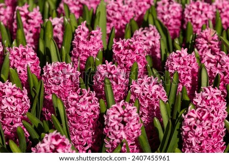 pink hyacinths blooming in a garden