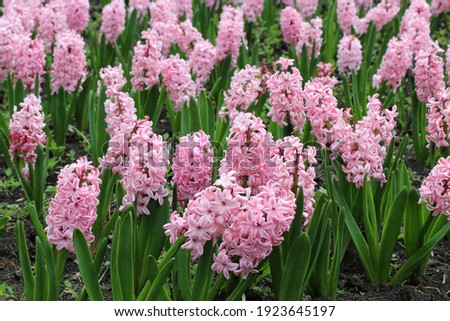 A lot of pink hyacinths blooming in the park