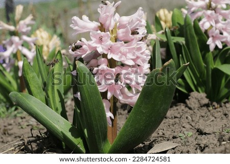 Pink hyacinths (Hyacinthus) bloom in the garden on a sunny day, spreading their characteristic aroma (green, floral, bitter, with honey, spicy and chocolate nuances) around and attracting bees. 