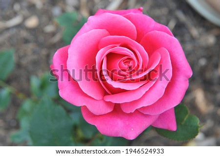 Pink Hybrid Tea rose (Rosa) Charisma blooms in a garden in June