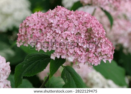 Pink Hydrangea arborescens, mophead hydragea, ‘Sweet Annabelle’ in flower. 