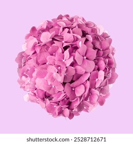 Pink hydrangea flower, closeup macro photo. Beautiful Pink hydrangea blooming flower isolated photo, purple background. Isolated beautiful Pink hydrangea flower bloom photo on purple background - Powered by Shutterstock