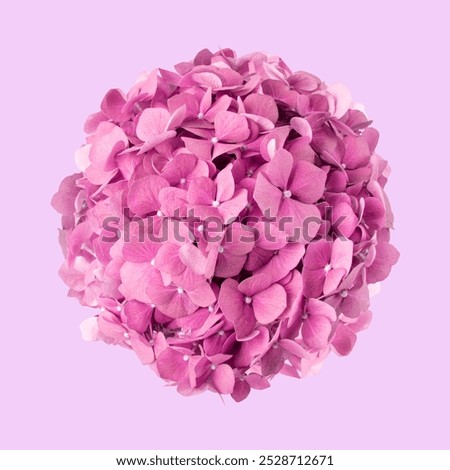 Similar – Image, Stock Photo hydrangea Hydrangea